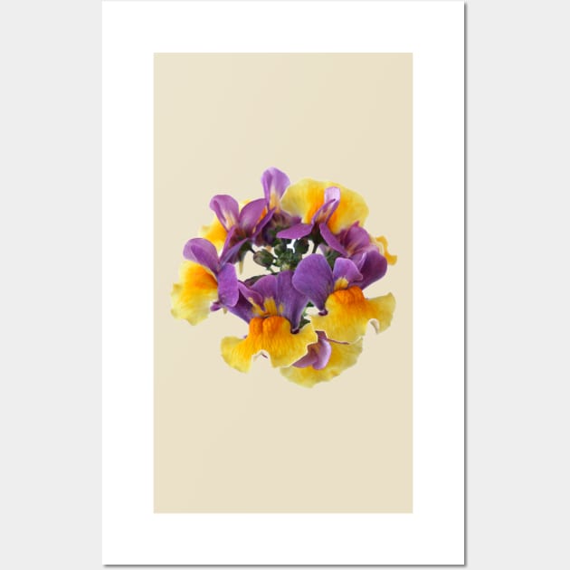 Nemesia Aroma Rhubarb & Custard Aroma Series Wall Art by chrisburrows